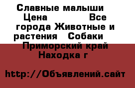 Славные малыши! › Цена ­ 10 000 - Все города Животные и растения » Собаки   . Приморский край,Находка г.